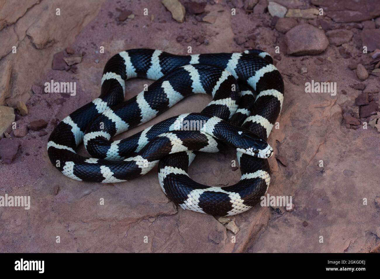 California Kingsnake (Lampropeltis californiae) from Coconino County, Arizona, USA. Stock Photo