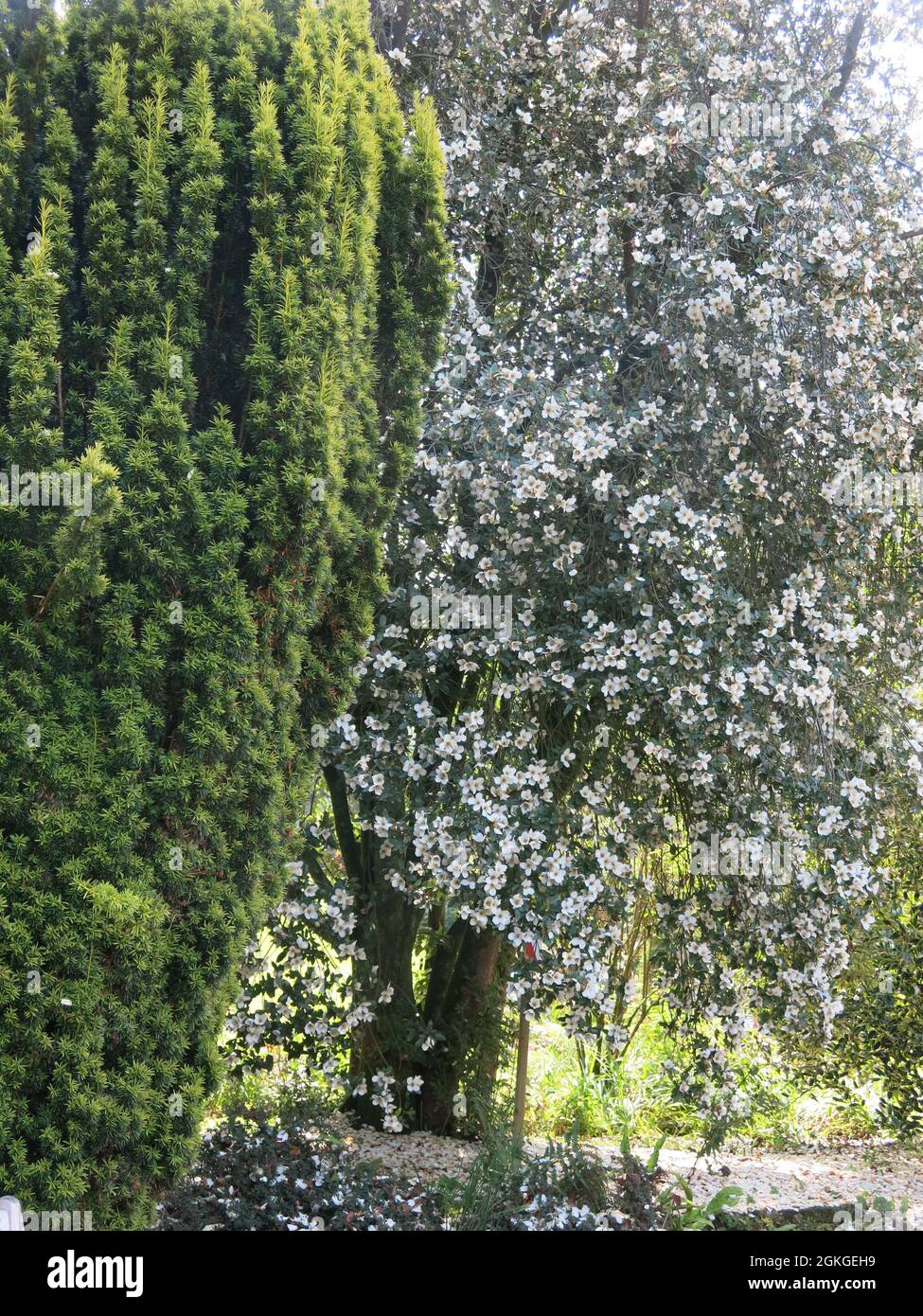 Eucryphia 'Nymansay' is a tall tree with a columnar habit, covered in large white flowers in summer, thriving in light woodland alongside a conifer. Stock Photo