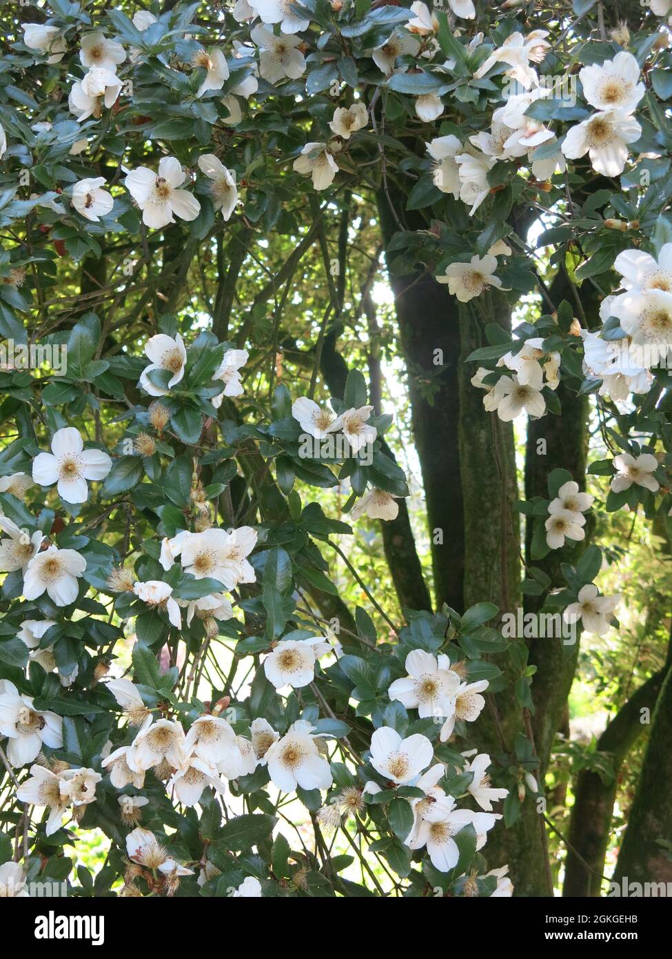 Close-up of the columnar tree Eucryphia 'Nymansay' in mid-summer in a Scottish garden, with its white, rose-like flowers in full bloom. Stock Photo