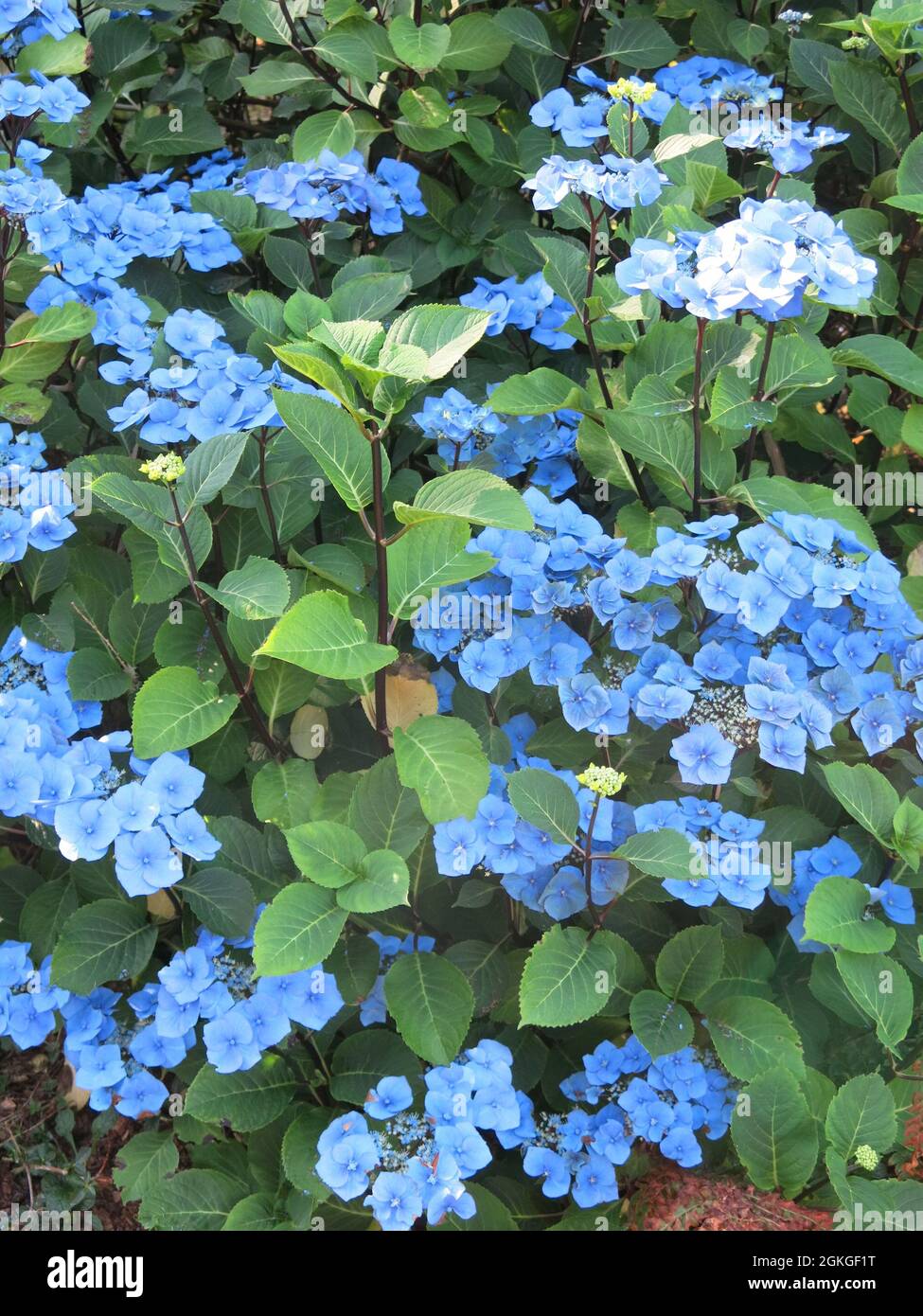 When growing in the acidic soils of the west of Scotland, the shrub  lacecap hydrangea macrophylla is characterised by vivid deep blue flowers Stock Photo