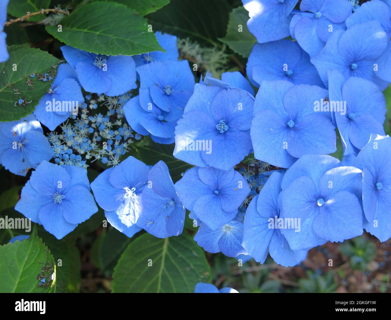 When growing in the acidic soils of the west of Scotland, the lacecap hydrangea macrophylla is characterised by vivid deep blue flowers. Stock Photo