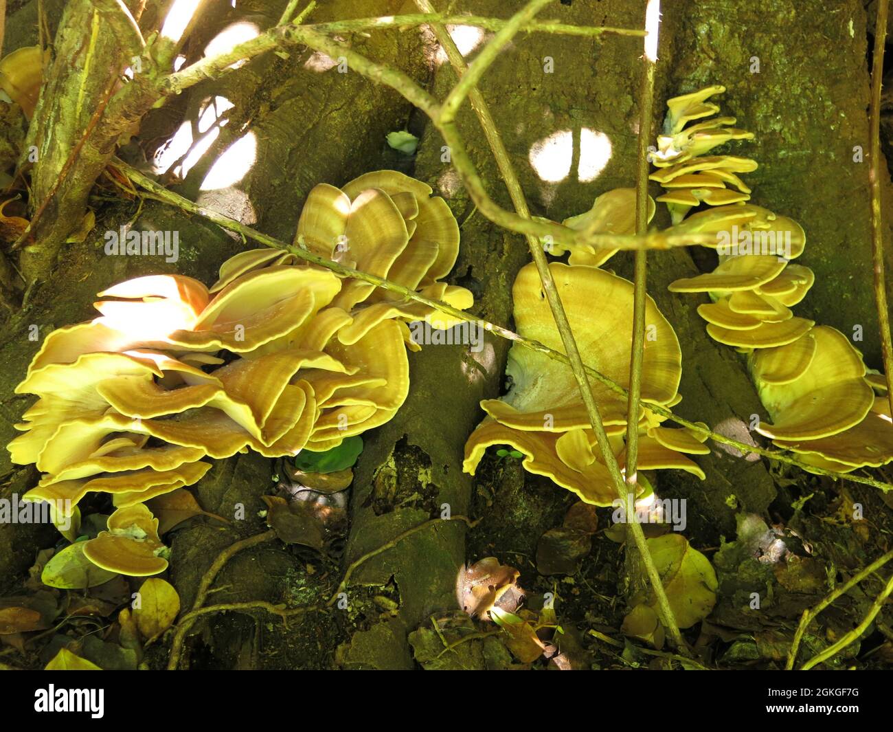 Odd spots of sunlight penetrate the tree canopy & illuminate the shelf-like bracket fungus called sulphur polypore that's growing on a tree trunk. Stock Photo