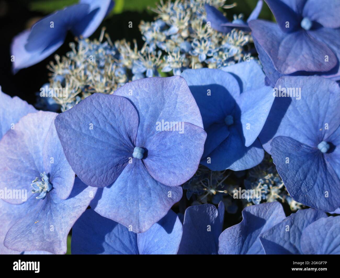 When growing in the acidic soils of the west of Scotland, the lacecap hydrangea macrophylla is characterised by vivid deep blue flowers Stock Photo