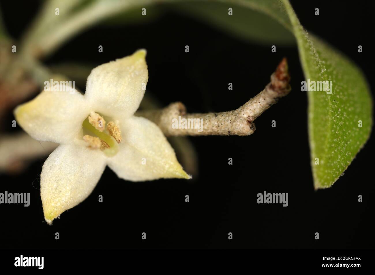 Flower of Daphne alpina - Thymelaeaceae Stock Photo