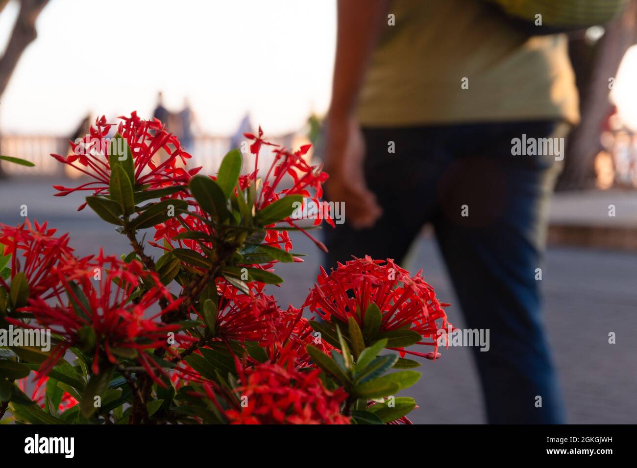 Salvador, Bahia, Brazil - June 17, 2021: Sunset silhouette of flowers, leaves, trees, bus stop and people on the edge of Porto da Barra in Salvador. Stock Photo