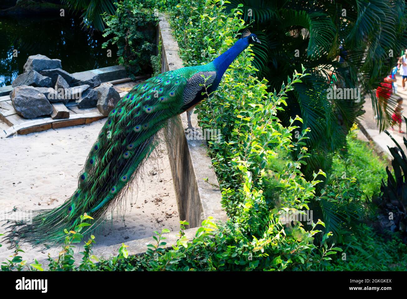 https://c8.alamy.com/comp/2GKGKEX/colorful-peacock-exhibiting-at-the-zoo-in-salvador-bahia-brazil-the-birds-of-the-genus-pavo-and-afropavo-of-the-pheasant-family-are-called-peacock-2GKGKEX.jpg