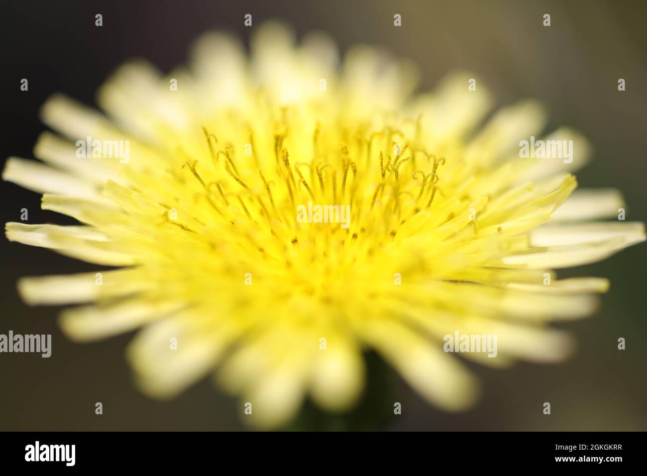 Taraxacum officinale - Dandelion - Common dandelion - Asteracea Stock Photo