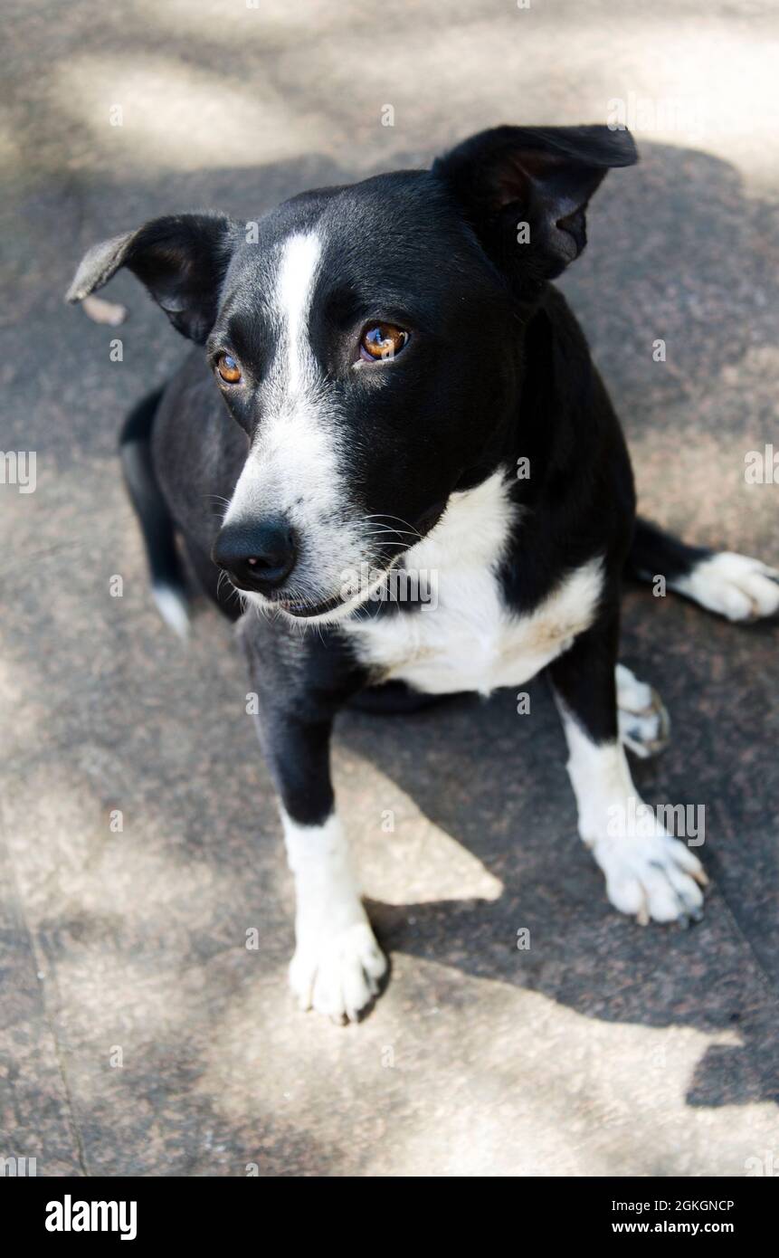Black and white short haired sale dog breeds