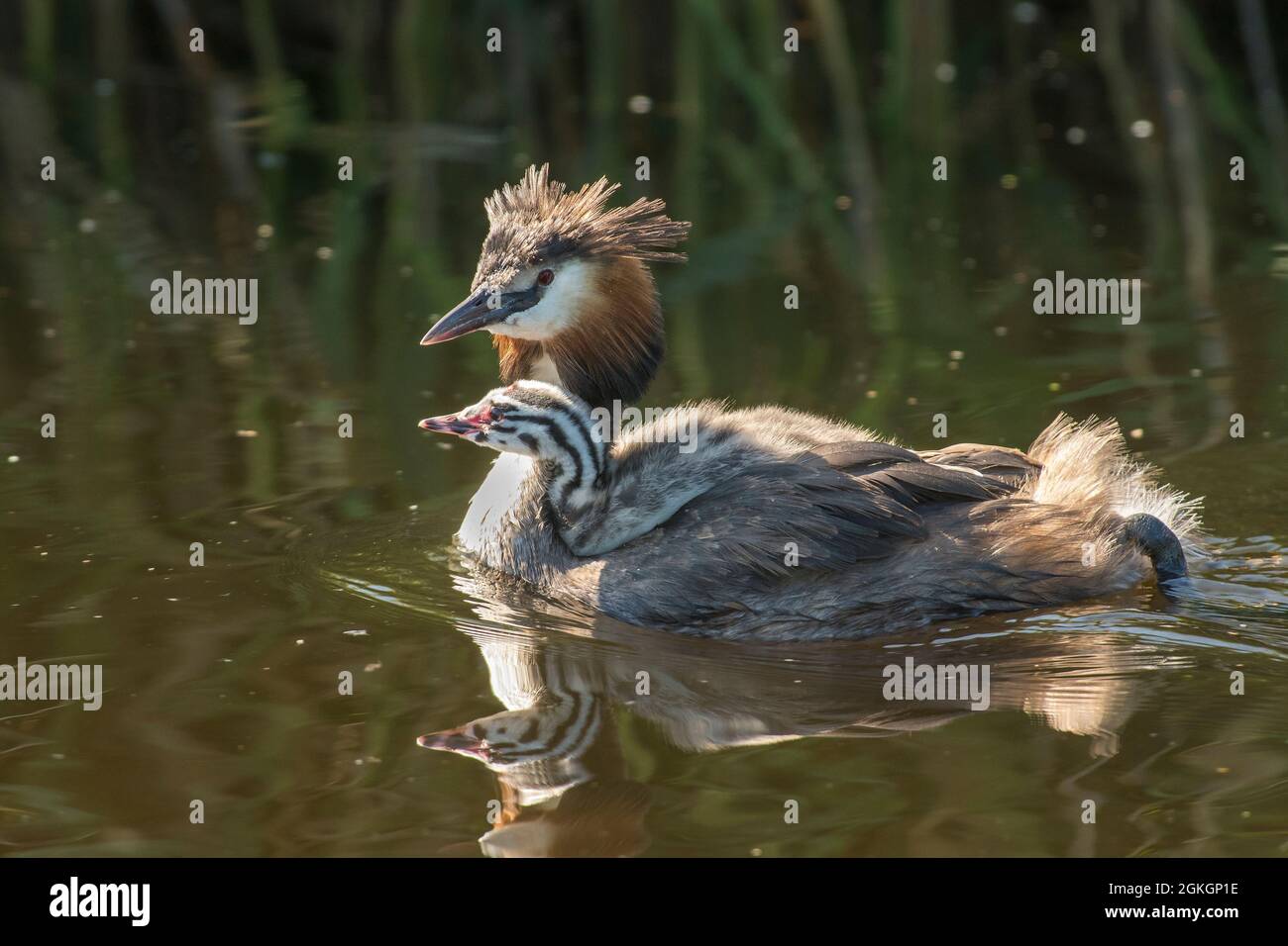 Great Crested Grebe (Podiceps cristatus) elder bird swimming in ditch carrying chick on it's back Stock Photo