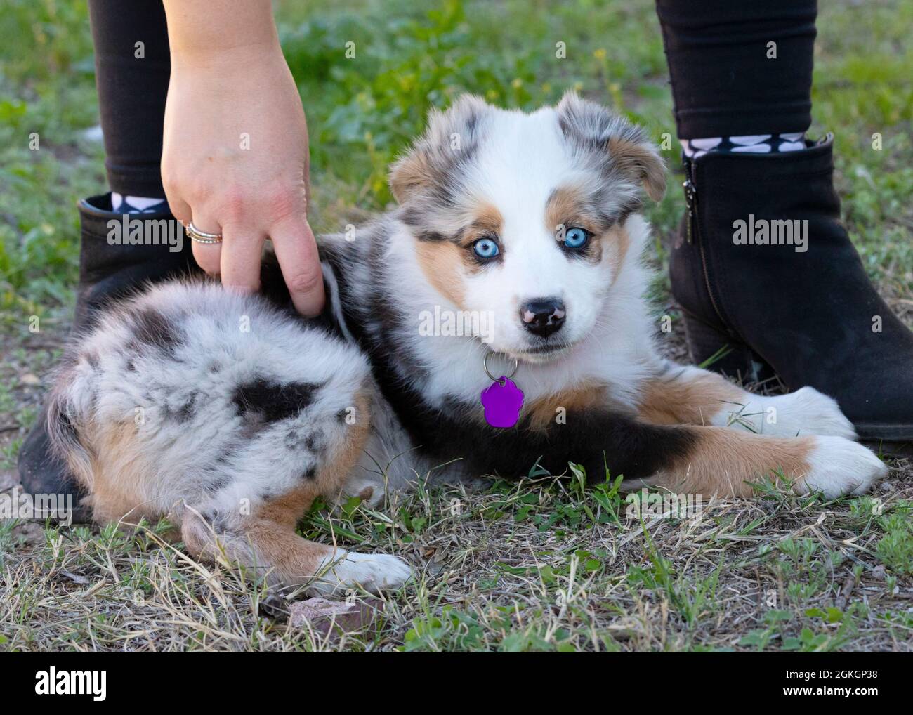Adorable two-month-old Australian Shepherd puppy at the feet of her new mother. Stock Photo