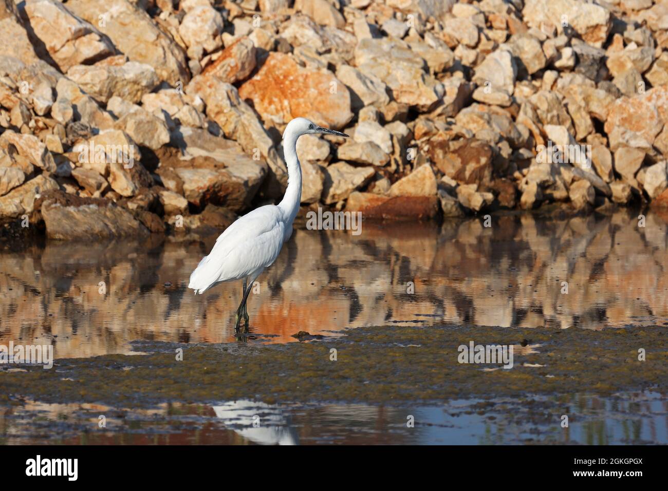Egret on the water looking for food Stock Photo