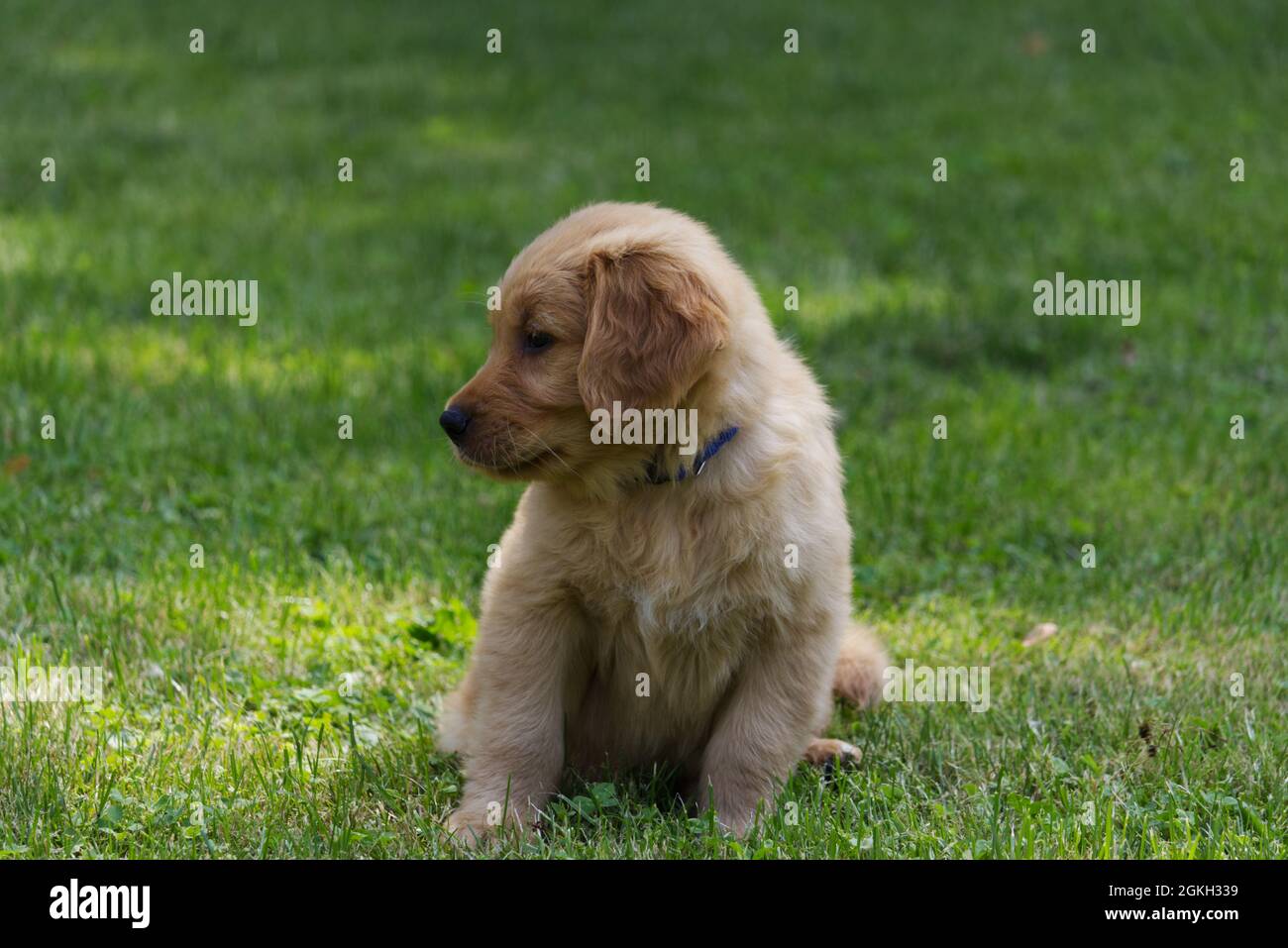 Purebred Golden Retriever Puppy Stock Photo - Alamy