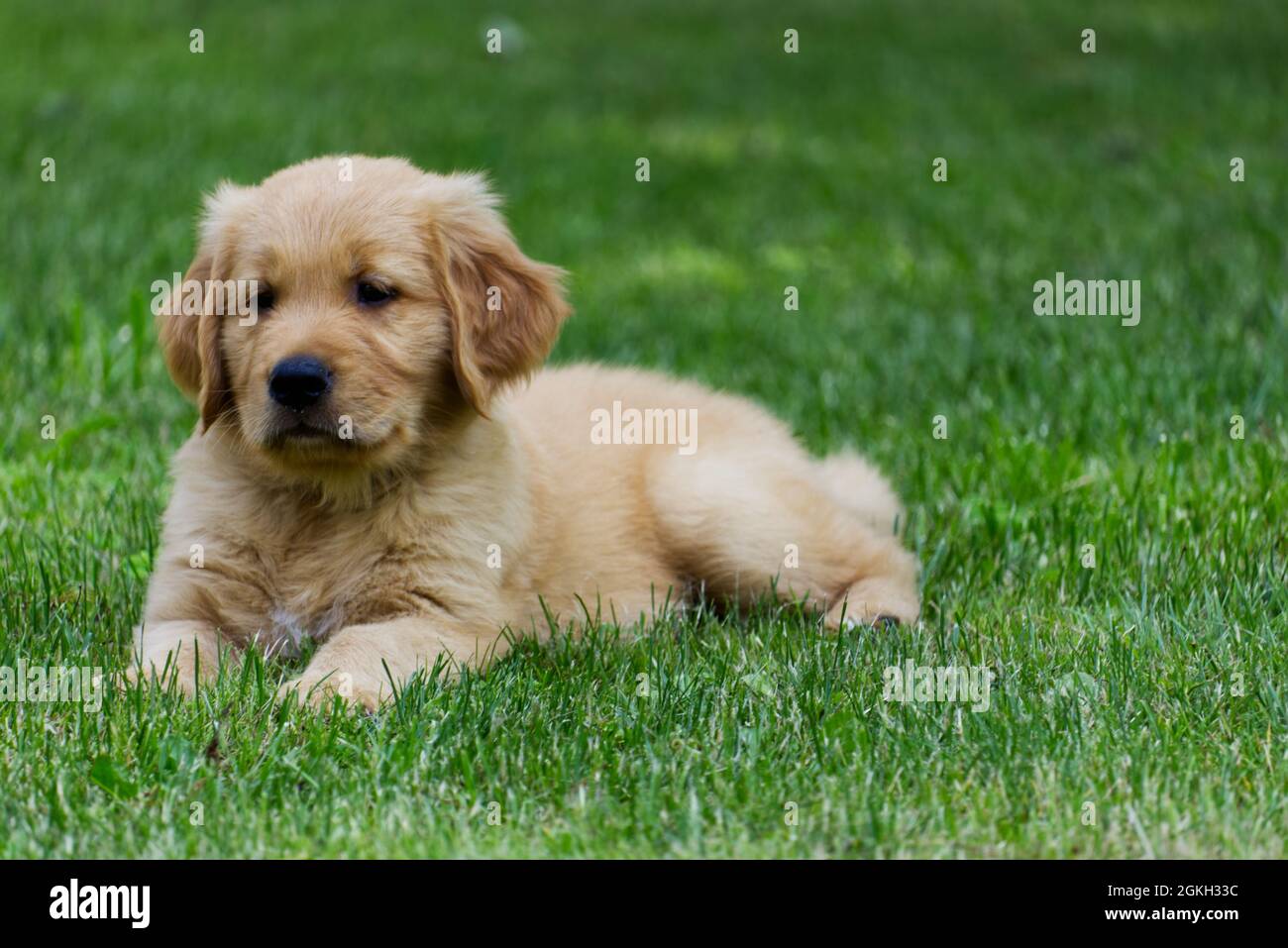 Purebred Golden Retriever Puppy Stock Photo - Alamy