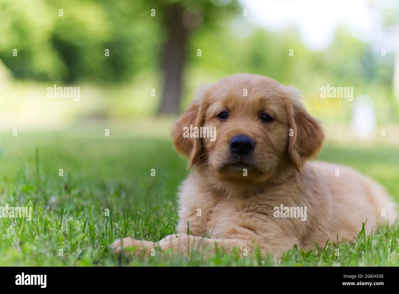 Purebred Golden Retriever Puppy Stock Photo - Alamy