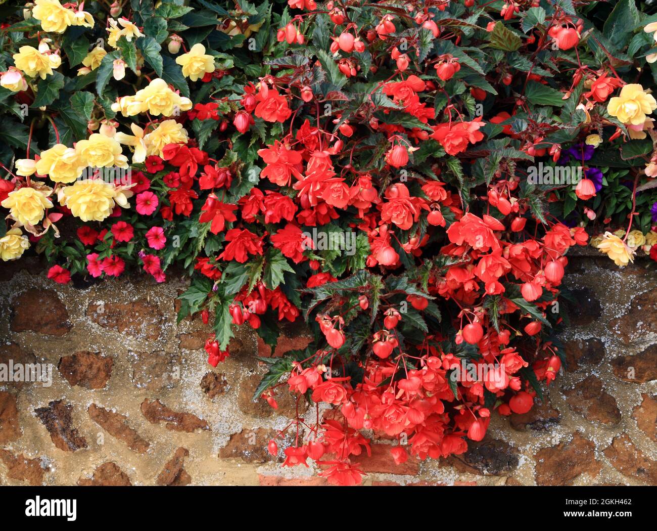 Bedding plant, plants, flowers, overhanging garden wall Stock Photo Alamy