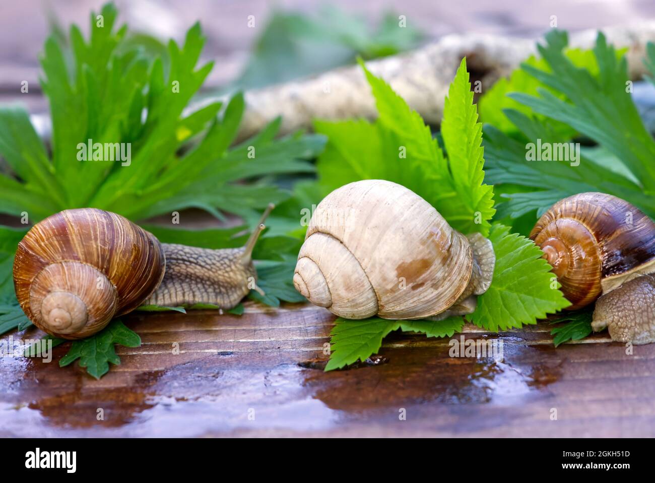 Burgundy snail Helix pomatia or escargot is a species of land snail