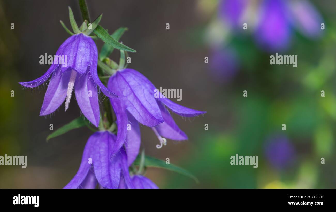 Close-up of flowering nettle-leaved bellflower on dark green blurry natural background. Campanula trachelium. Beautiful detail of hairy violet flower. Stock Photo