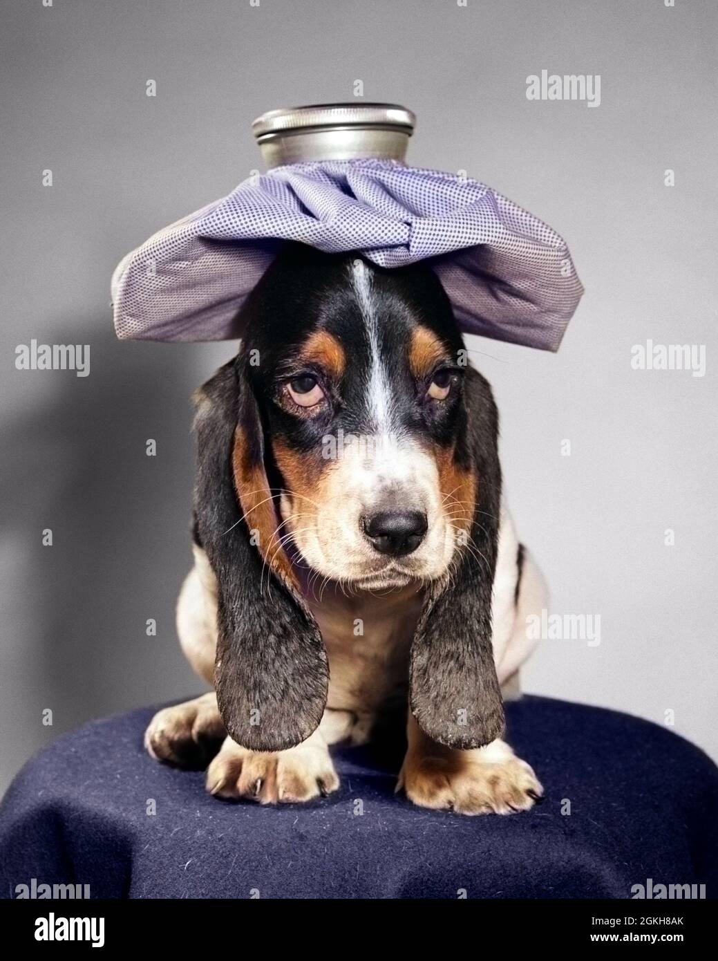 1960s UNHAPPY BASSET HOUND DOG WITH HANGOVER AND ICE PACK ON HEAD LOOKING AT CAMERA - d3229c CRS001 HARS SADNESS CANINES HOUND HUNG OVER SUFFER HURT MOOD DROOPY ICE PACK GLUM HANG OVER DROOPING FLOPPY AILING ANIMALS DOG BASSET HOUND CANINE HOT WATER BOTTLE MAMMAL MISERABLE PUP ACHE BASSET BLACK AND WHITE OLD FASHIONED WEARY Stock Photo