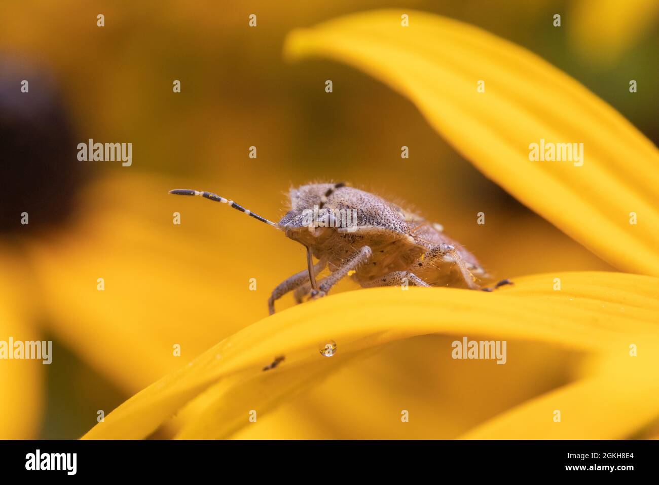 Brown marmorated stink bug (Halyomorpha halyson) on Rudbeckia 'Goldsturm' Stock Photo