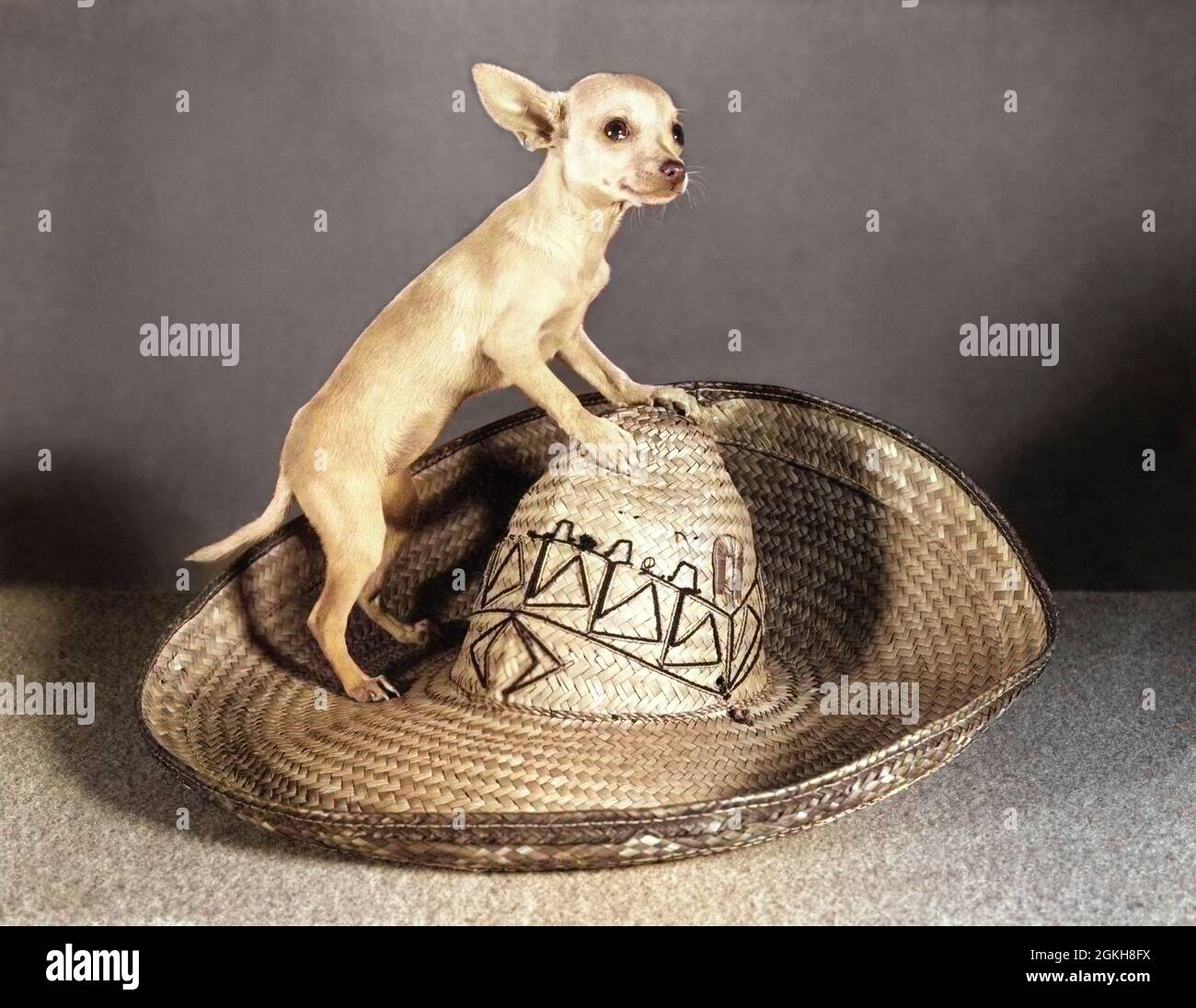 1950s TINY CHIHUAHUA DOG LOOKING AT 