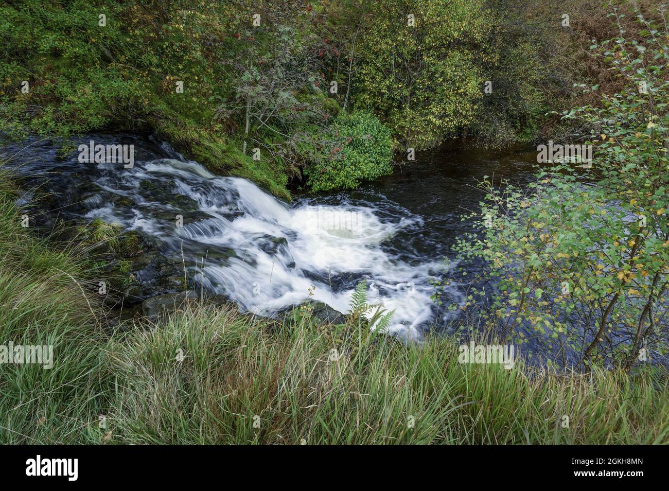 Narrow stream surrounded by greenery in