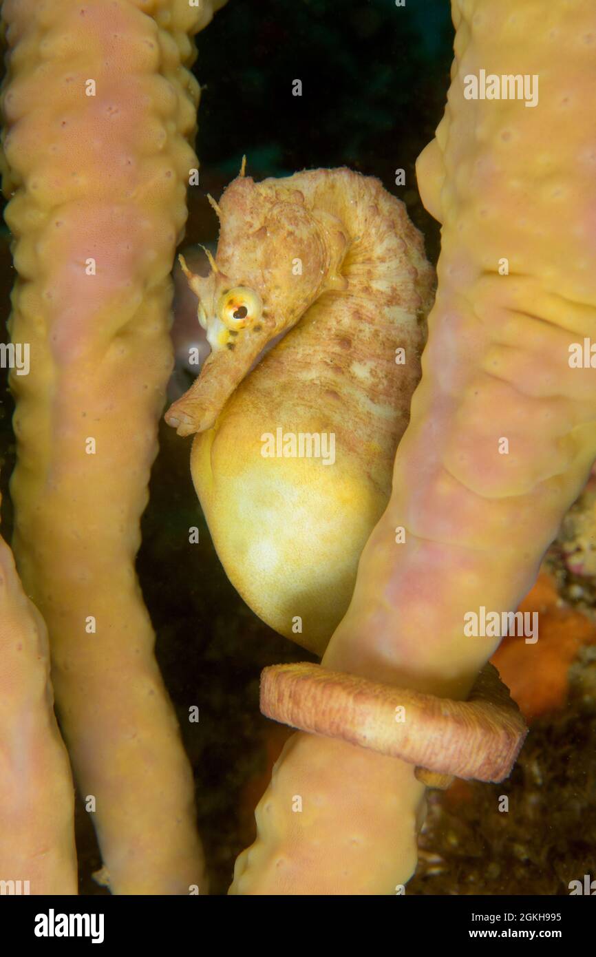 Male Pot-bellied Seahorse, Hippocampus abdominalis. Kurnell, New South Wales, Australia Depth: 12.2m. Stock Photo