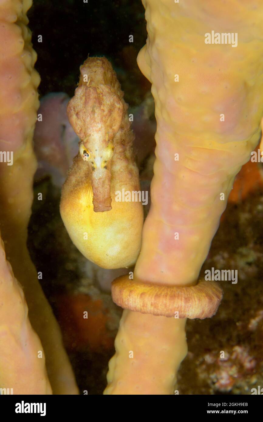 Male Pot-bellied Seahorse, Hippocampus abdominalis. Kurnell, New South Wales, Australia Depth: 12.1m. Stock Photo