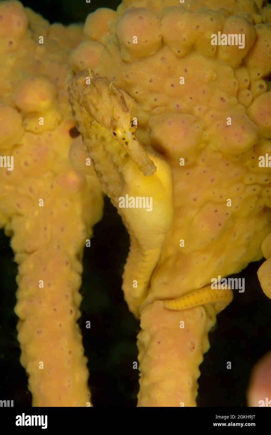 Male Pot-bellied Seahorse, Hippocampus abdominalis. Kurnell, New South Wales, Australia Depth: 11.3m. Stock Photo