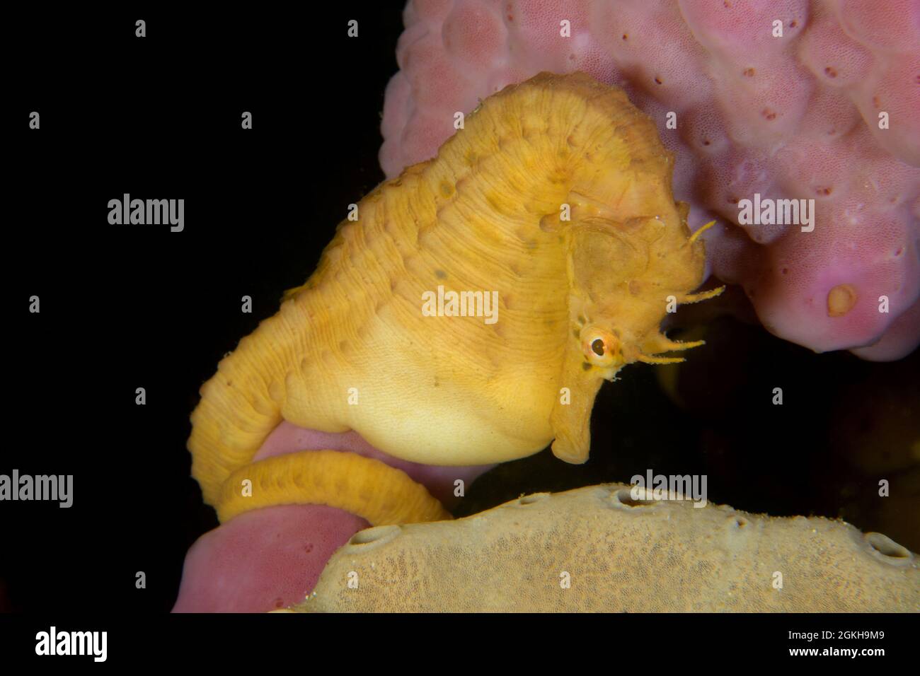 Male Pot-bellied Seahorse, Hippocampus abdominalis. Kurnell, New South Wales, Australia Depth: 11.4m. Stock Photo