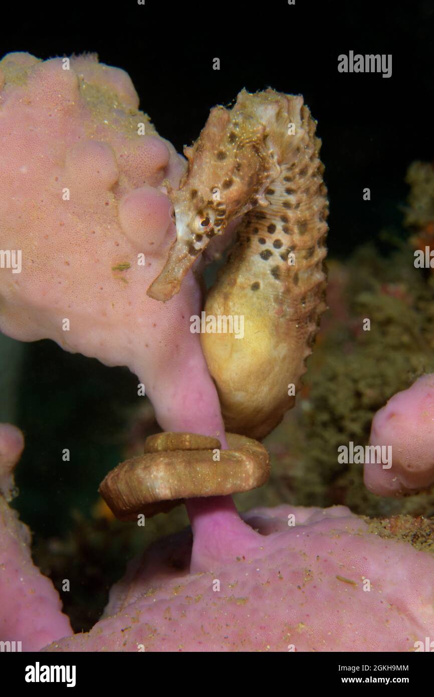 Male Pot-bellied Seahorse, Hippocampus abdominalis. Kurnell, New South Wales, Australia Depth: 12.2m. Stock Photo