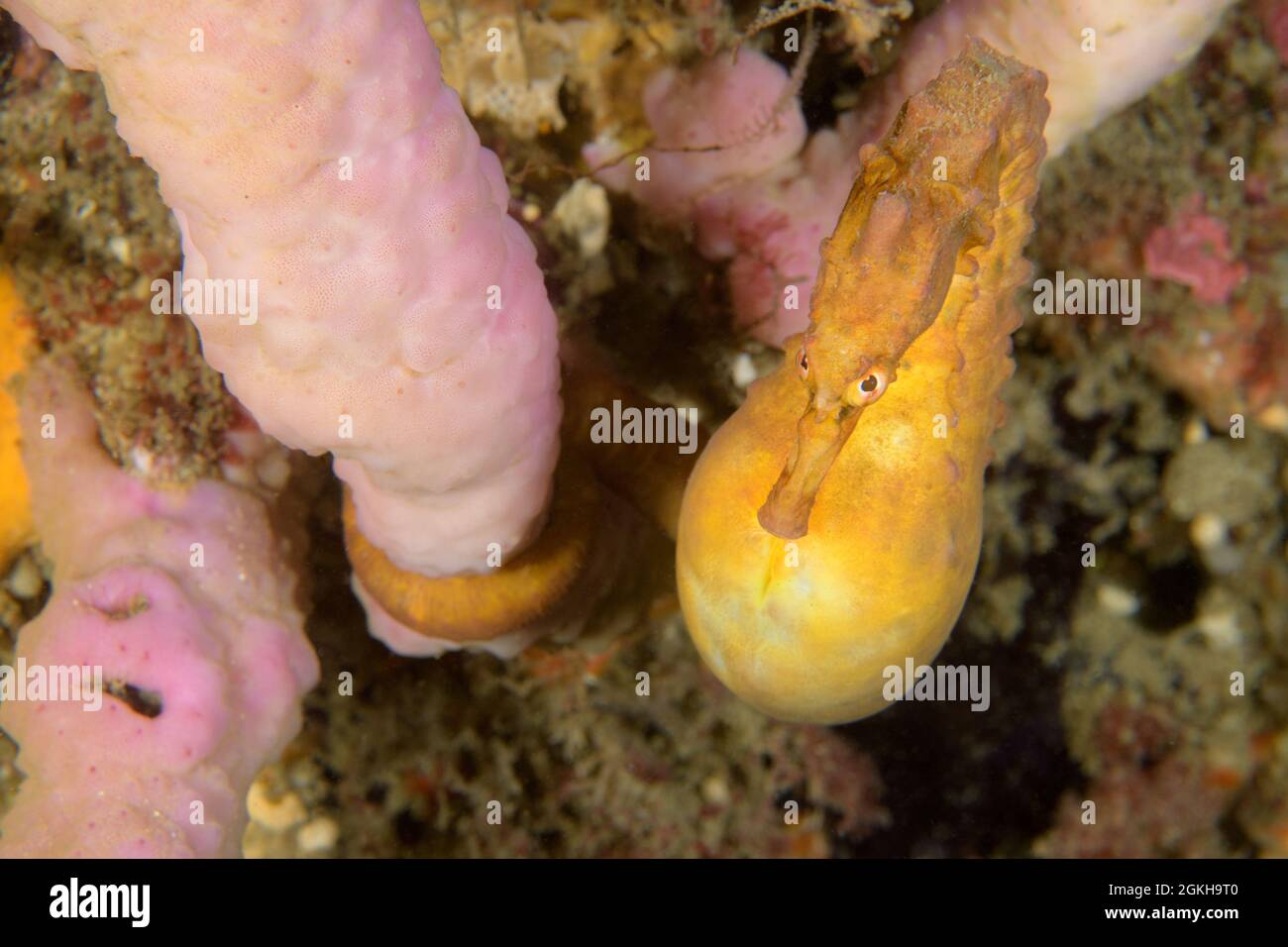 Male Pot-bellied Seahorse, Hippocampus abdominalis. Kurnell, New South Wales, Australia Depth: 10.7m. Stock Photo