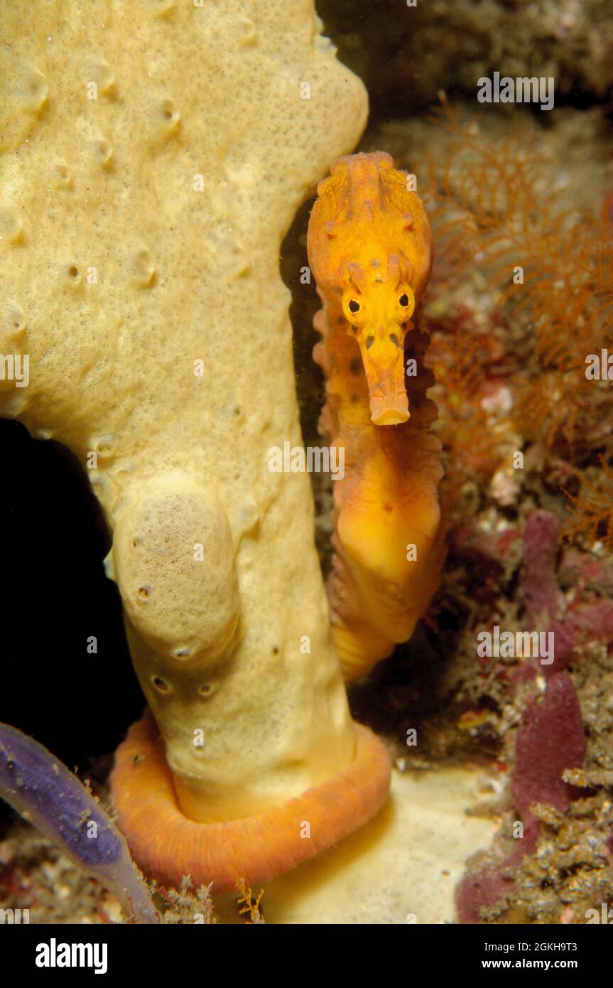 Male Pot-bellied Seahorse, Hippocampus abdominalis. Kurnell, New South Wales, Australia Depth: 12.4m. Stock Photo