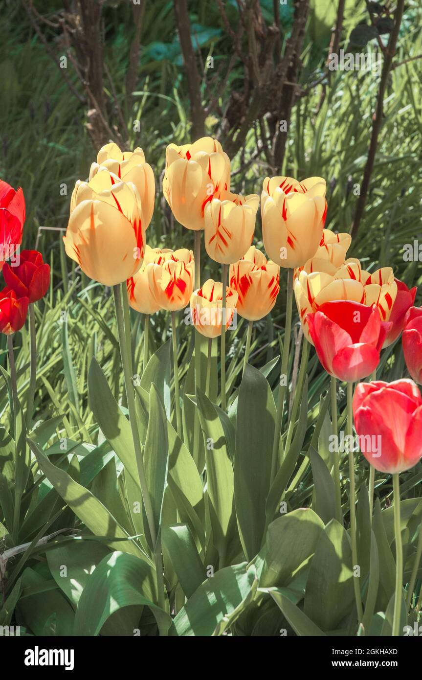 Group of Tulipa Grand Perfection in flower bed. A Single flowered tulip of the triumph group Division 3. A yellow and red tulip fading to white & red Stock Photo