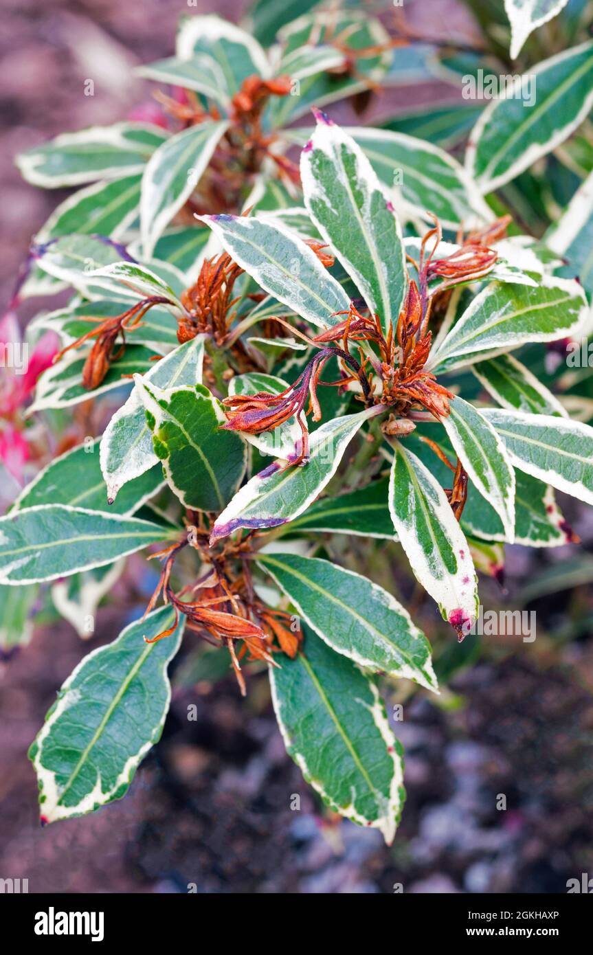 Frost damage to new growth on Pieris japonica Carnaval in early spring.an evergreen perennial shrub with white edged leaves that is fully hardy Stock Photo