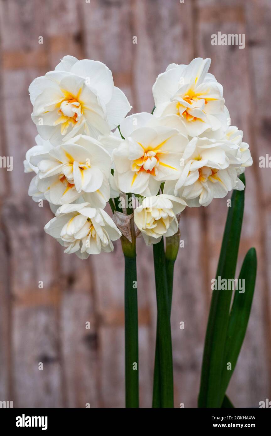 Close up of group of Narcissus Sir Winston Churchill in spring. A  bi colour white and orange division 4 double daffodil and a deciduous perennial Stock Photo