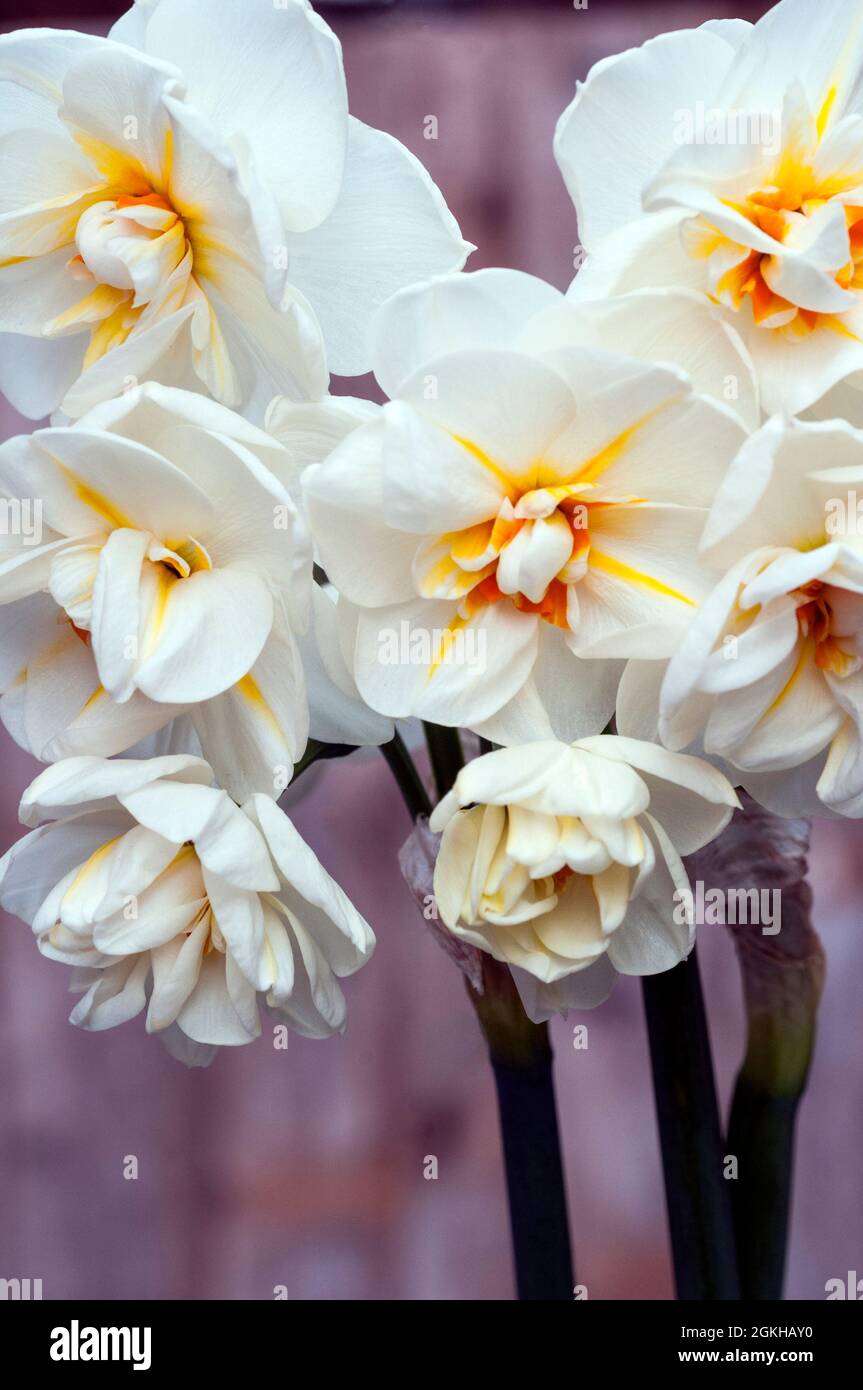 Close up of group of Narcissus Sir Winston Churchill in spring. A  bi colour white and orange division 4 double daffodil and a deciduous perennial Stock Photo