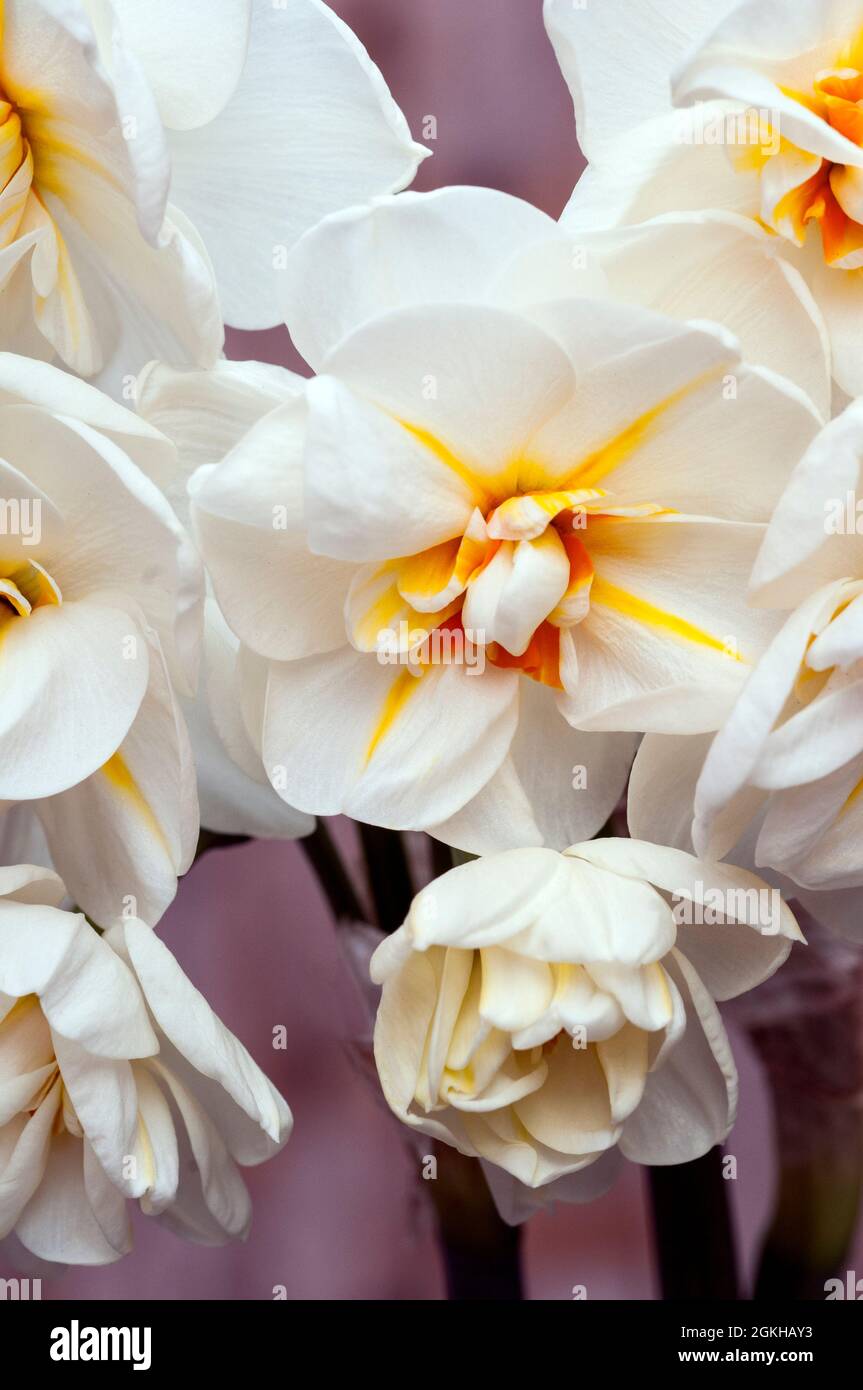 Close up of group of Narcissus Sir Winston Churchill in spring. A  bi colour white and orange division 4 double daffodil and a deciduous perennial Stock Photo