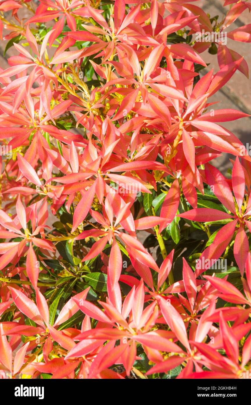 Close up of new red foliage on Pieris japonica Forest flame growing in mid to late spring  it is an evergreen perennial that is frost hardy. Stock Photo