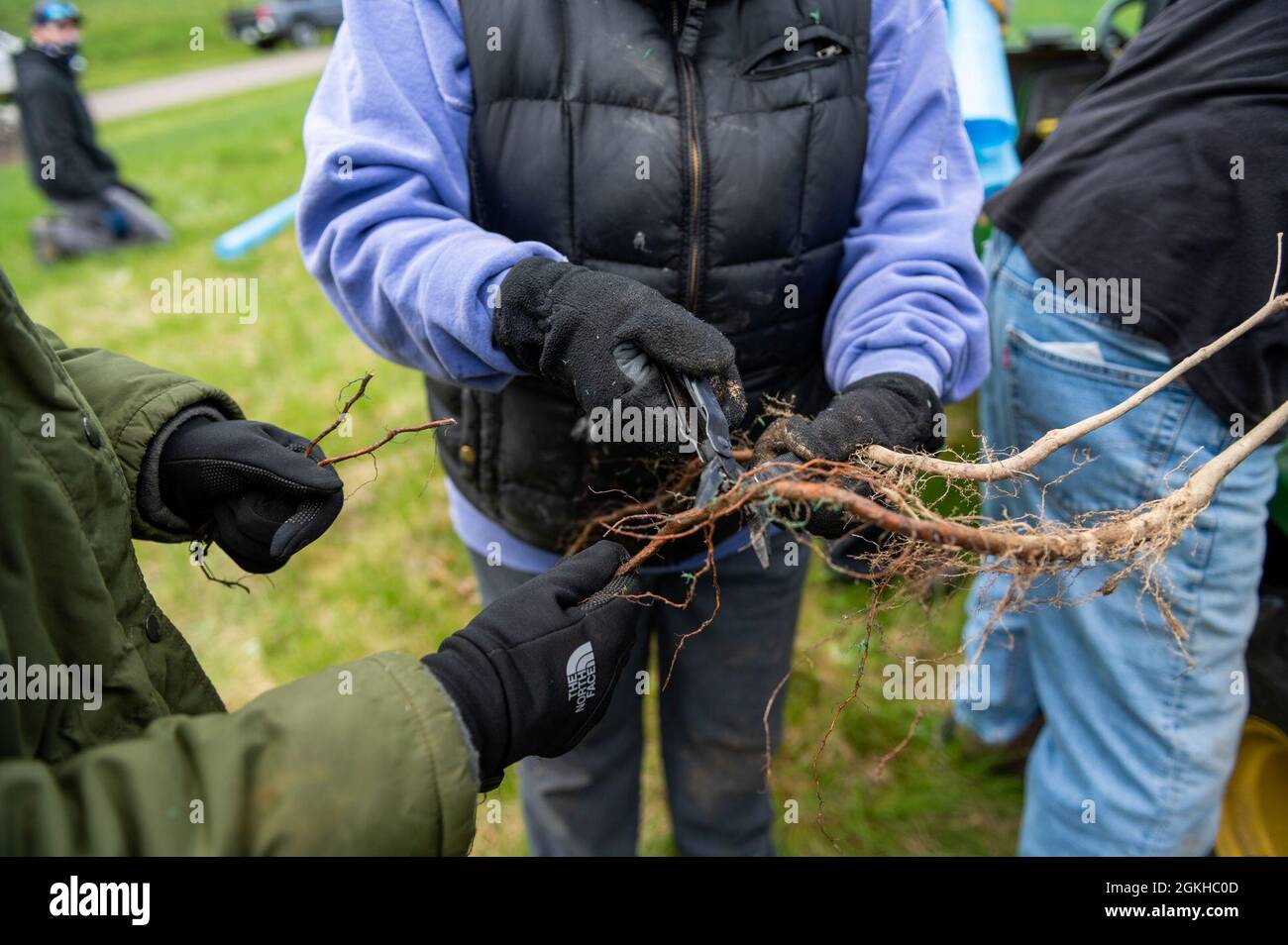 A park ranger and volunteers trim the roots of a tree sapling during an Earth Day 2021 event at Crooked Creek Lake in Ford City, Pennsylvania, April 22, 2021. Approximately 20 volunteers attended the event to plant 200 tree saplings, which included Eastern White Pine and Swamp White Oak, donated by West Penn Power. Crooked Creek is one of 16 flood control reservoirs within the Pittsburgh District of the U.S. Army Corps of Engineers. Several reservoirs and parks throughout the Pittsburgh district celebrated Earth Day by hosting either a volunteer cleanup or tree-planting day. Stock Photo
