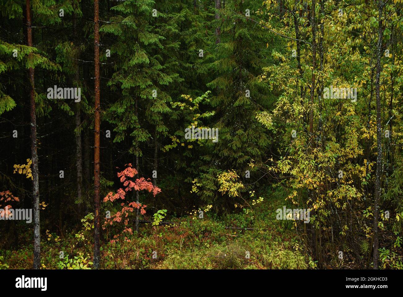 Colors of autumn. Landscape. Mixed forest. Colorful leaves and herbs in early autumn. Stock Photo
