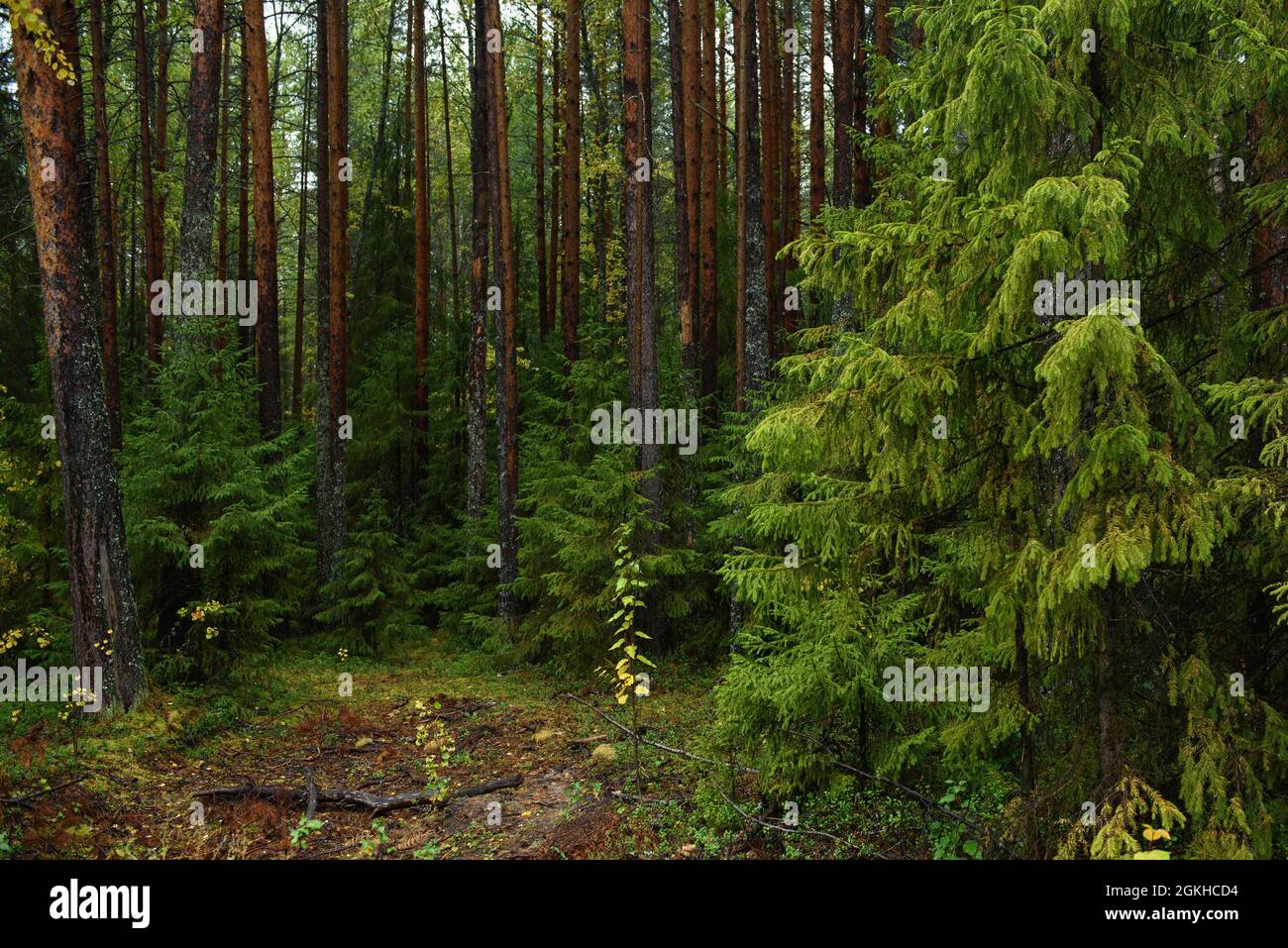 Colors of autumn. Landscape. Mixed forest. Colorful leaves and herbs in early autumn. Stock Photo