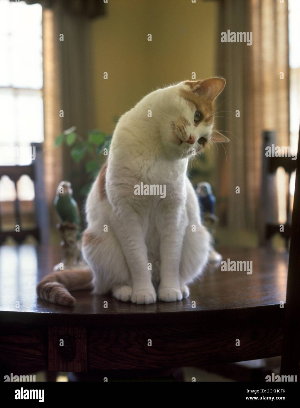 Sitting room 1970s hi-res stock photography and images - Alamy