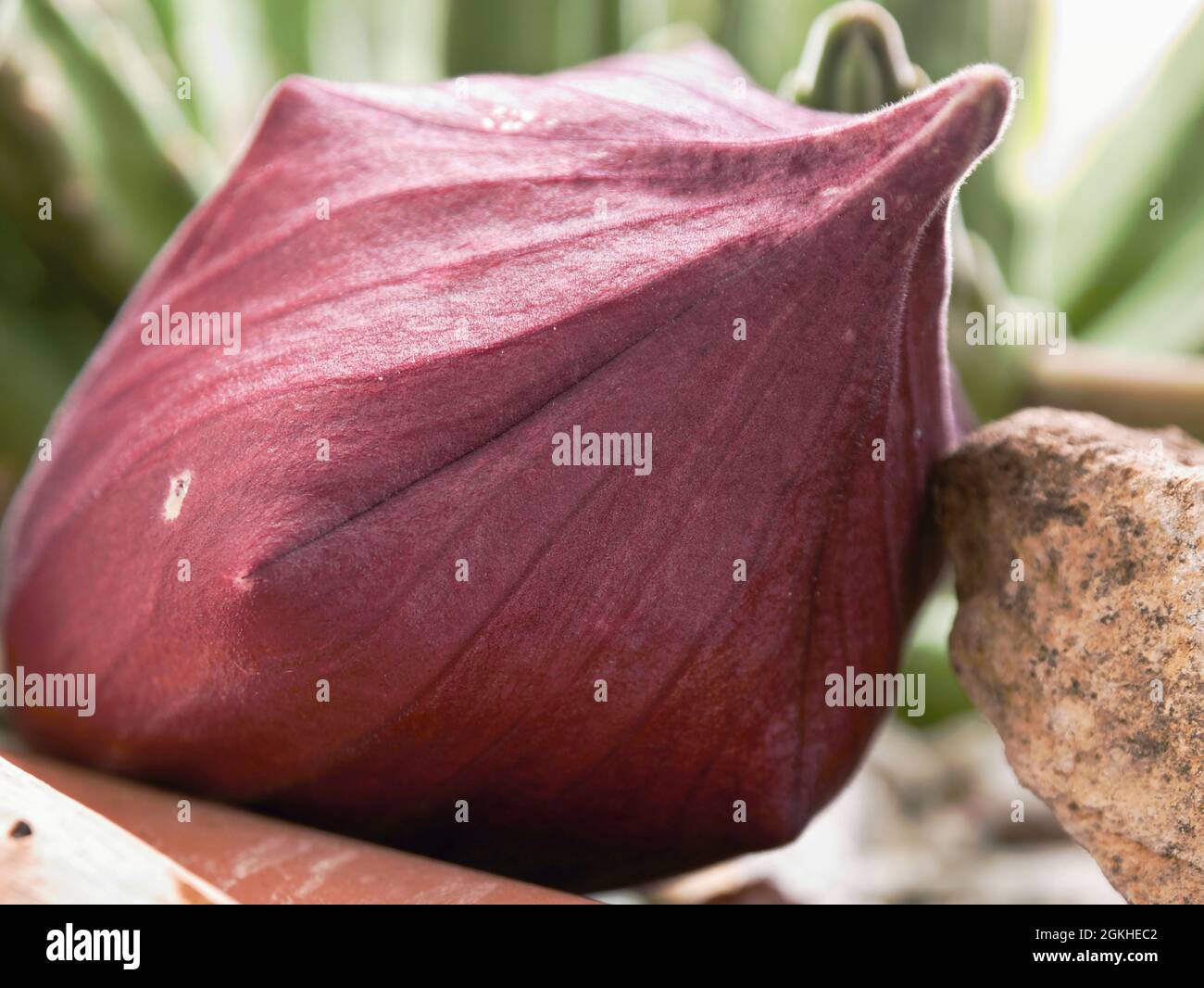 A large, still closed blossom flower of a Stapelia gigantea, commonly known as the 'starfish flower' cactus. A succulent, native to South Africa, of t Stock Photo