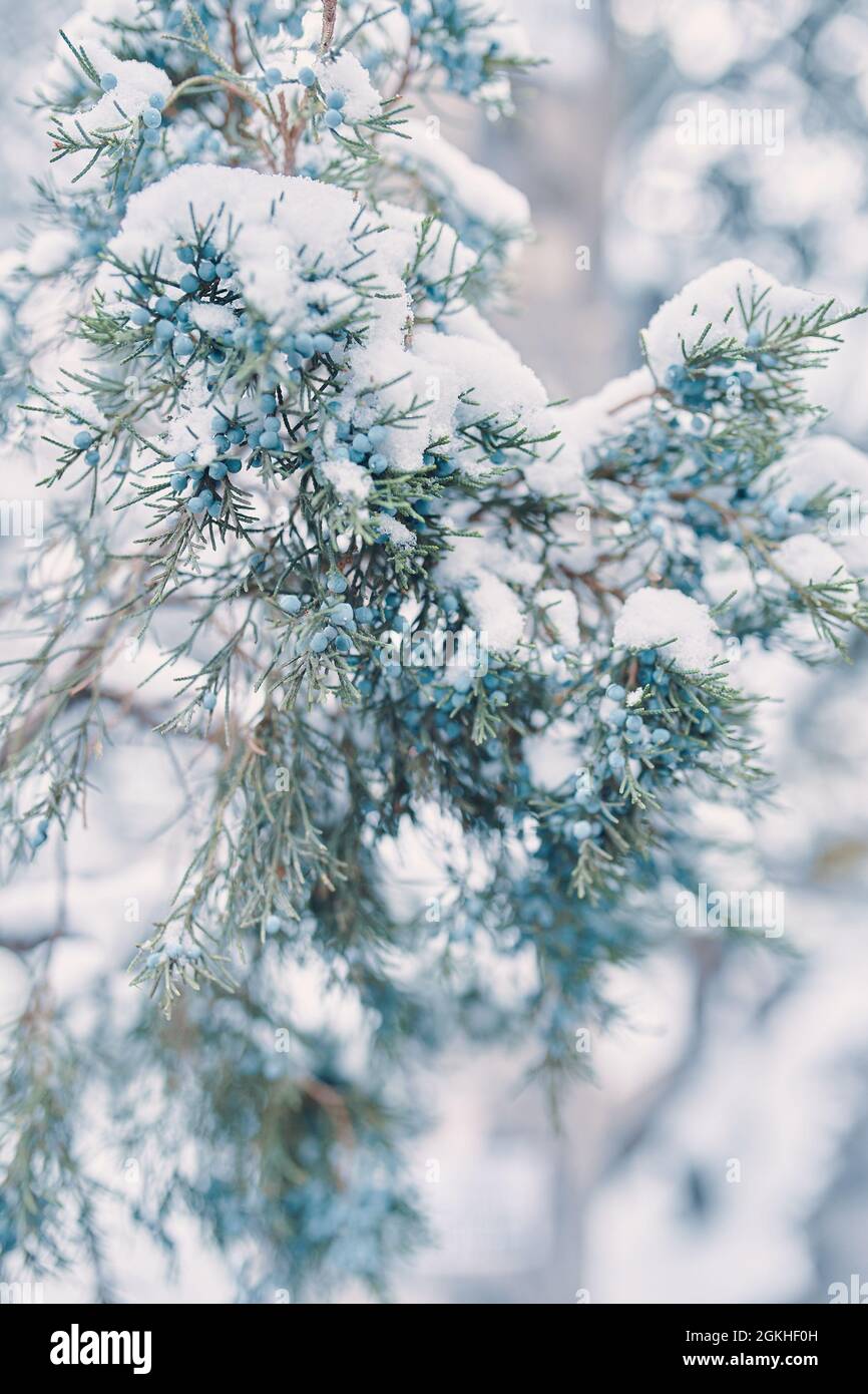 Juniper berries in snow. Coniferous cypress bush. Canadian spruce in snowy weather. New year and Christmas concert for postcards and posters. Stock Photo