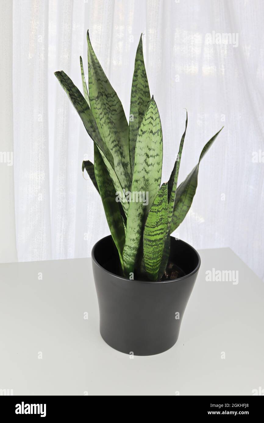 Closeup of the Mother In Law Snake Plant on a white table Stock Photo
