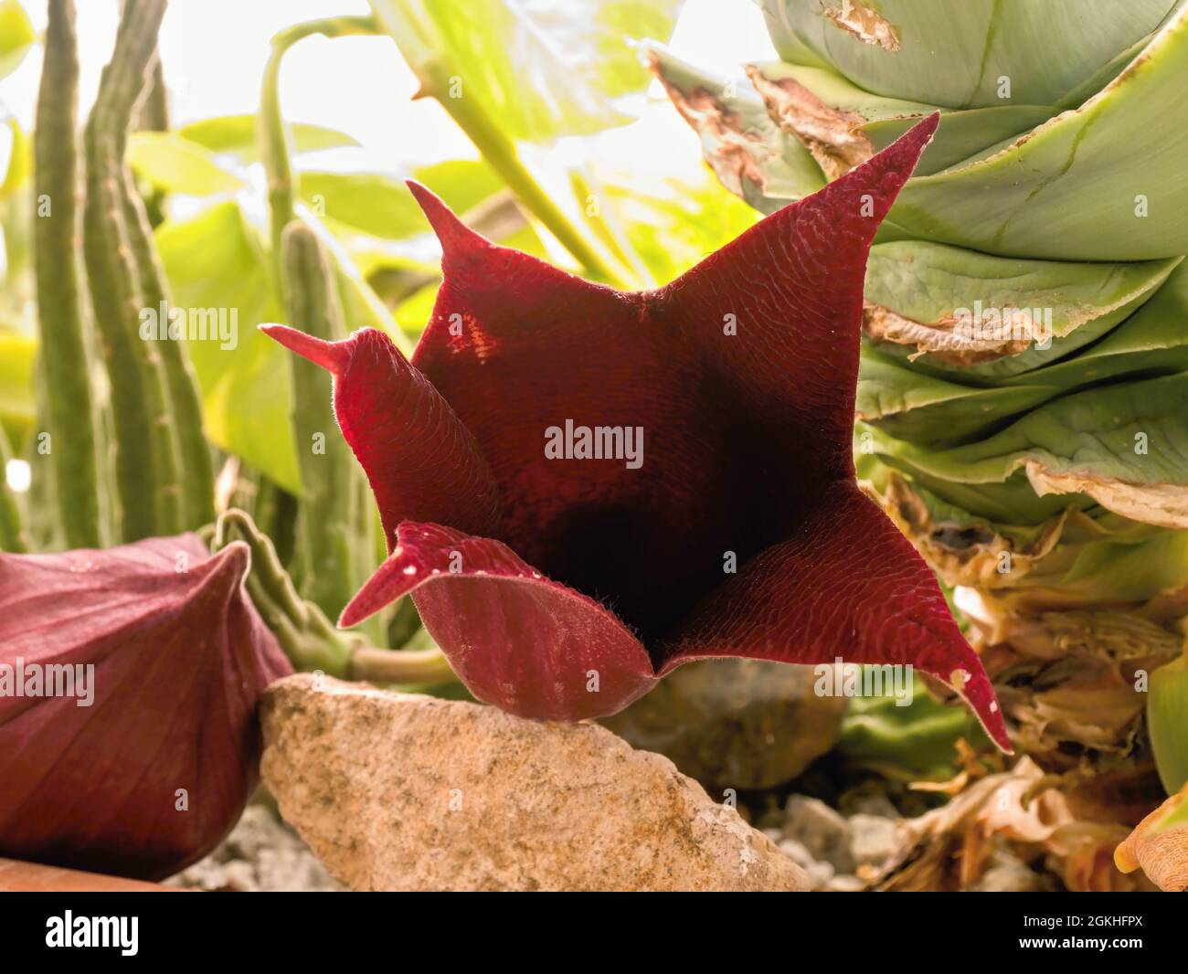A large, just opening blossom flower of a Stapelia gigantea, commonly known as the 'starfish flower' cactus. A succulent, native to South Africa, of t Stock Photo