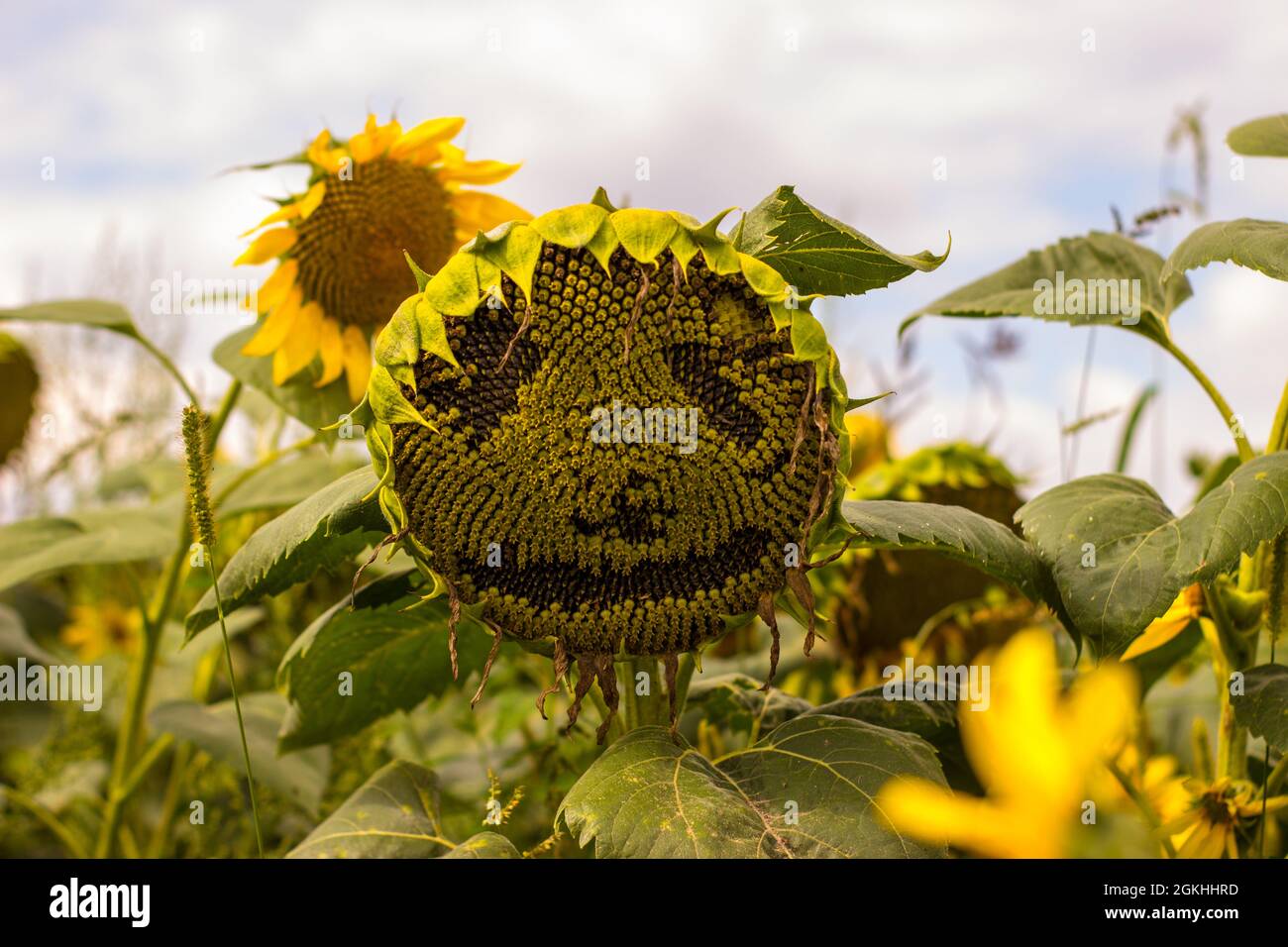Field with sunflowers. Sunflower with face. Sky with clouds illuminated by the sun. Stock Photo
