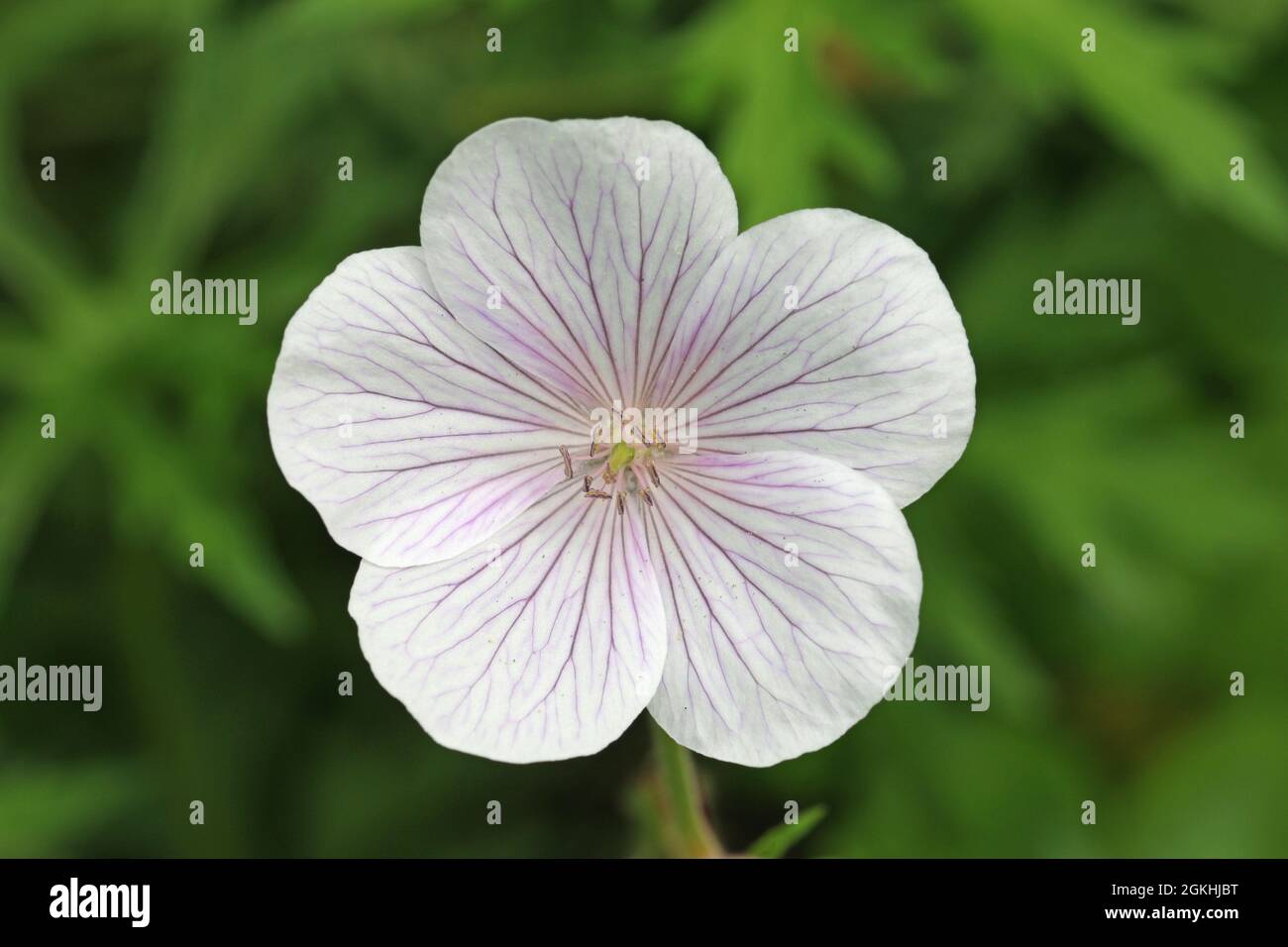 White cranesbill flower with violet and purple veined petals, of unknown Geranium species, in close up with a background of blurred leaves. Stock Photo