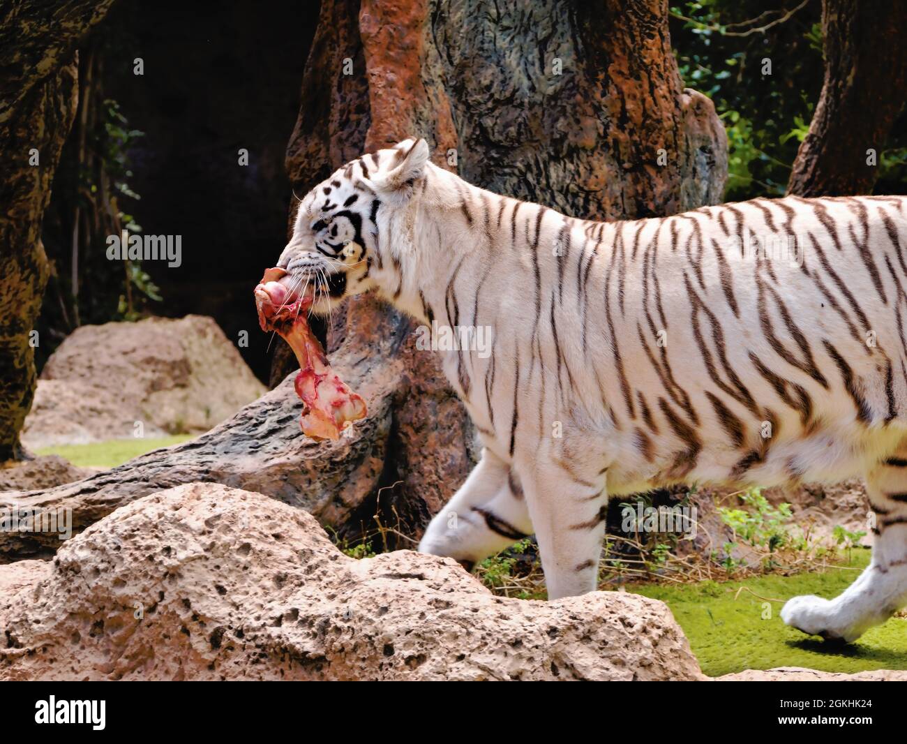 An elegant, beautiful white tiger with brown stripes lgoes to  his food place with a large bone in his mounth., close-up. Stock Photo