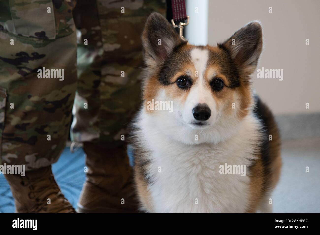 Senior Airman Alan Ricker, public affairs journeyman, brought his corgi ...